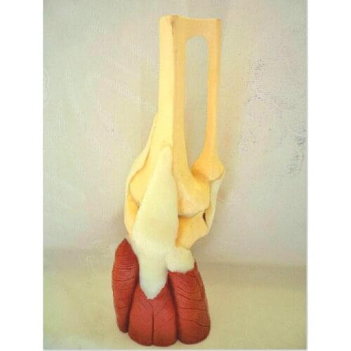 1:1 human knee joint with muscle model functional joint model Medical teaching