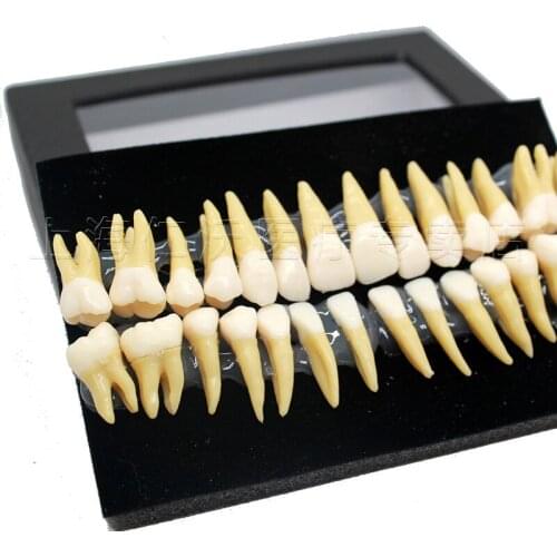 28 pcs 1:1 Tooth Model High Quality Resin Simulation Tooth Grain Dental Model For Dentist Exam Preparation Teaching Practic