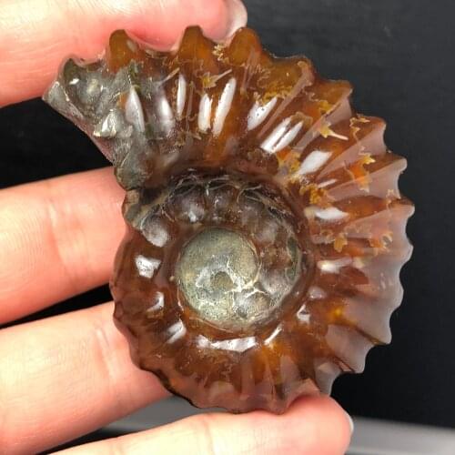 Natural Polished "Goat Horn" Fossil Ammonite Conch Douvilleiceras Madagascar Mineral Specimen