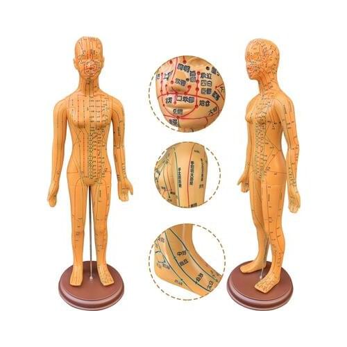 58CM Female Lettering acupuncture point body mannequin acupuncture, Medical Research massage reflex zone teaching model 1pc C518