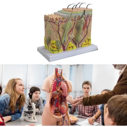 35X/ 50X/ 70X Skin Tissue Model Clear Safe Lightweight Human Skin Magnified Tissue 3D Model for Teaching