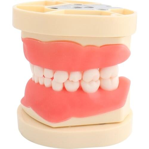 Teeth Model Dental Model Teaching Kid Child Frasaco Style Demonstration Hard Gum 24pcs
