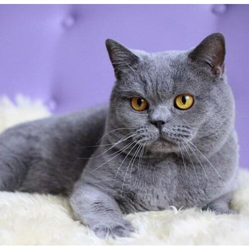 5D DIY Diamond Painting Cat Animal Mosaic Diamond Embroidery Full Round Drill Cross Stitch Rhinestones Home Decor Wall Sticker