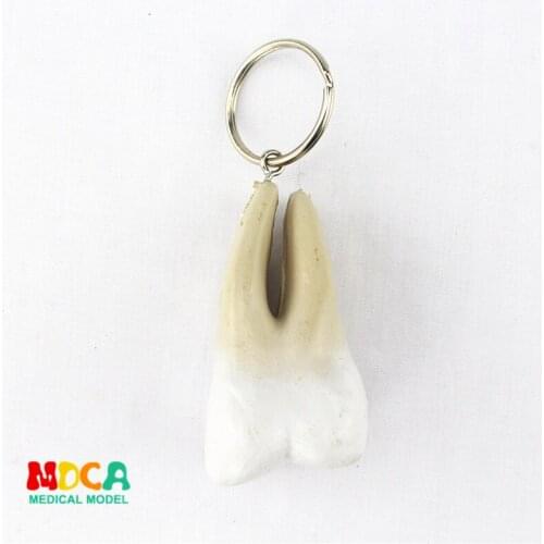 Human tooth key buckle ornament gift pendant key buckle human.organ anatomy medical teaching toy YSK007