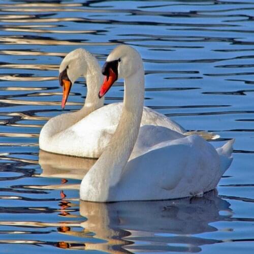 Diamond Painting Swan Bird Animal 5d Diy Mosaic Full Square Round Drill Diamant of Rhinestone Daimond Embroidery Pictures