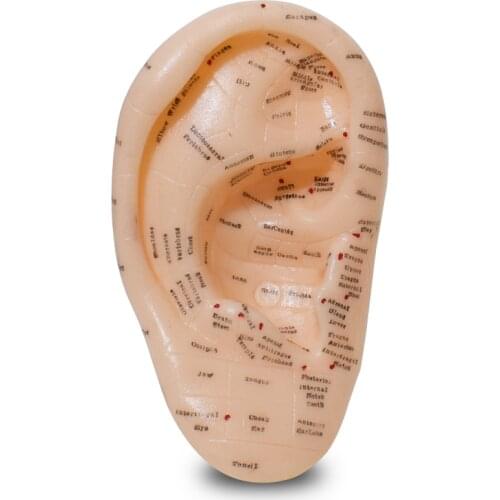 English version Ear acupuncture earpins model model auricular application model ear acupuncture points model 17 cm