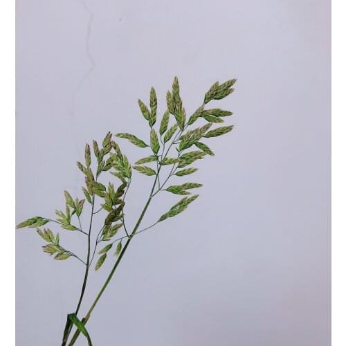 120pcs Pressed Dried Wild Grass Ear Flower Herbarium For Epoxy Resin Jewelry Making Bookmark Face Makeup Nail Art Craft