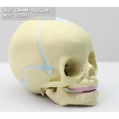 CMAM/12330 Skull, infant- 30 weeks, Plastic Skull Medical Anatomical Model