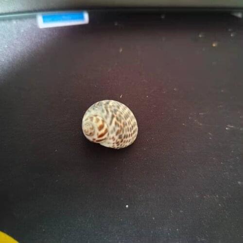 Natural Shell Conch Hermit Crab Replacement Shell Jewelry Aquarium Snail Shell Desktop Decoration