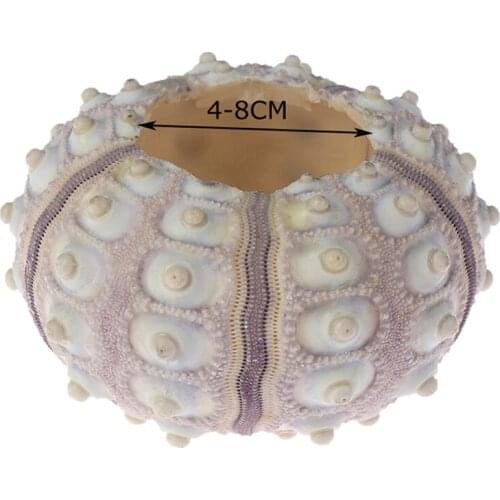 Air Plants Sea Urchin Tabletop Tillandsia Holder Miniature Gardening Home Decorations Cheap Wholesale High Quality