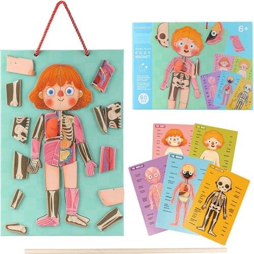 Human Body 3D Magnetic Jigsaw Puzzle Body Structure Cognitive Enlightenment Early Educational Teaching Aids Learning Toys
