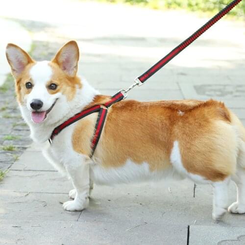 Cat Dog Leash Pet Supplies Cat and Dog Traction Rope Dog Chain Dog Rope Golden Retriever Large Dog Buffer Elastic Pull Rope