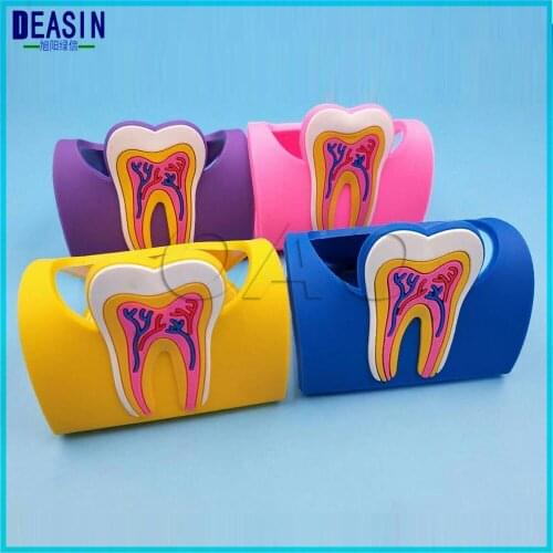 3pcs Colorful Dental Cute Card Holder Rubber Molar Shaped Name Case Display Stand