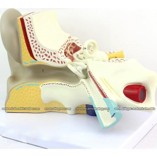 CMAM/12520 Ear- Giant ear, Human E.N.T. Medical Teaching Anatomical Model