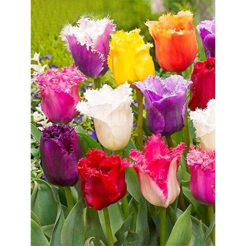 Tulips Flower DIY Cross Stitch Embroidery 11CT Kits Needlework Craft Set Cotton Thread Printed Canvas Home Decoration Room
