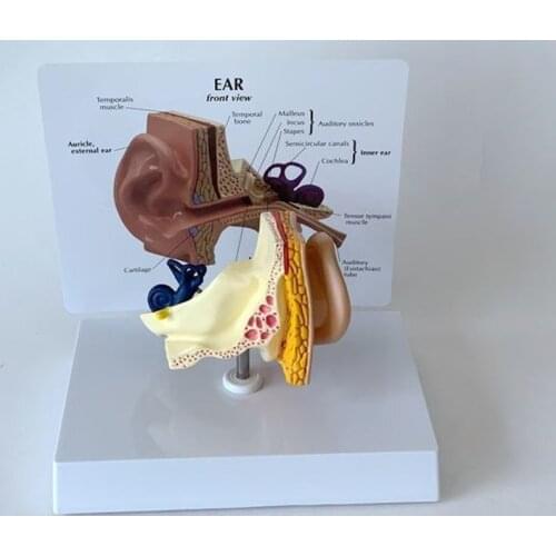 Ear anatomical model Outer middle inner ear Auditory system organs Ear structure teaching aid