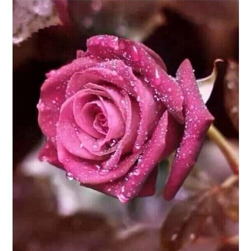 New Arrival Diy Diamond Painting Square Drill Full Rhinestone Sticker Cross Stitch Painting Red Water Rose 40x30cm Home Decor