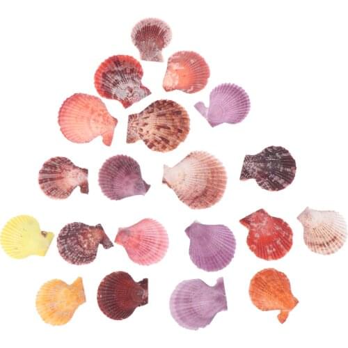 New 20pcs Colorful Natural Seashells Decorations Scallop Shells Crafts Decor Ornament
