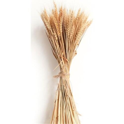 100pcs/pack Weeding decor wheat ears flower raw color natural dried flowers wheat bouquet No flowerpot