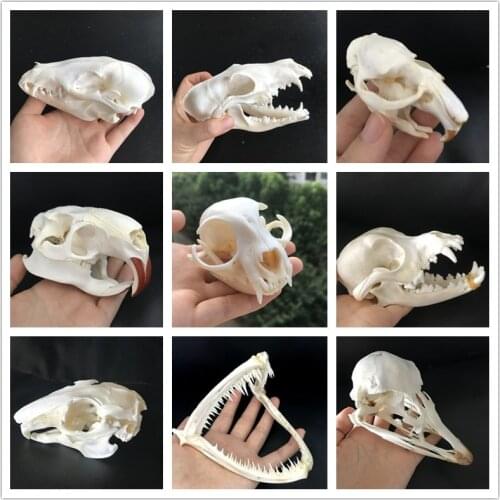 Taxidermy real Muskrat skull,Coypu skull,Fox skull,Ostrich Skull ,Mink skull, animal Skull specimen Collectibles Study