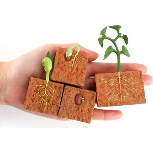 Simulation Plant Growth Life Cycle of a Green Bean Plant Growth Cycle Model Action Collection Science Educational Toys Children
