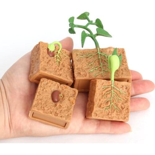 Simulation Plant Animals Growth Cycle Models Bean Insect Frog Butterfly Action Figure Science Educational Toys For Children Gift