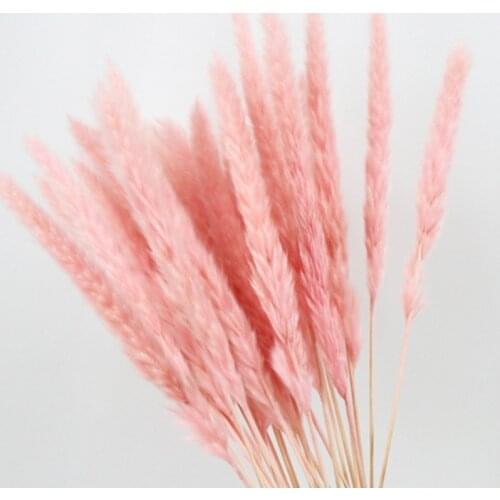 15PCS Natural Dried Small Pampas Grass Phragmites Wedding Flower Bunch 40 To 68 Cm Tall for Hotel Home Decor