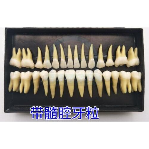 1:1 Life Size Human Dental Lab Denture Teeth Anatomy Adult 28 Teeth Model Demonstration Teeth Model Teaching Pathology Model
