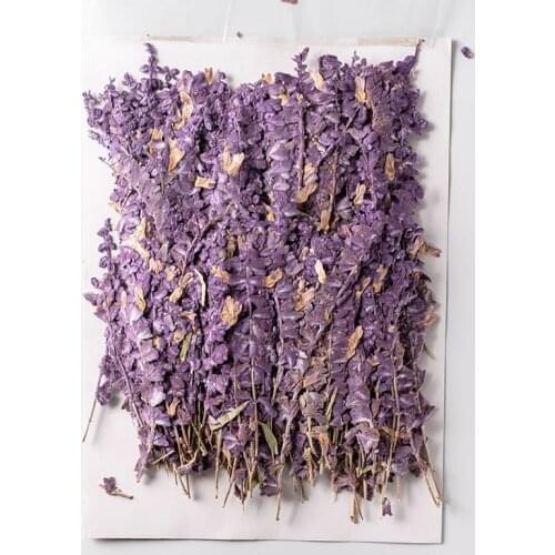250pcs Pressed Dried Flower Salvia splendens var.atropurpura Herbarium For Make Up Nail Art Jewelry Bookmark Phone Case Card DIY