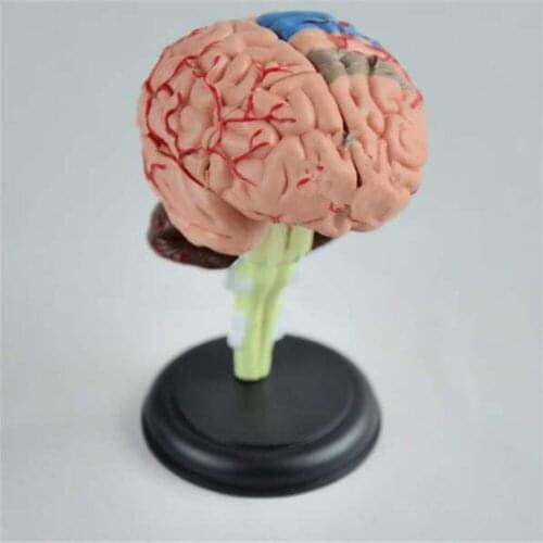 9x9x9cm Brain Anatomical Model Need Assemble Imagination Culture Medical Science Teaching