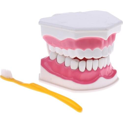 PVC Oral Care Model, 2X Magnification Model of Teeth, Model with Toothbrush Teaching Model