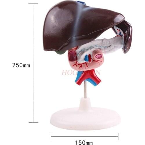 Liver duodenum pancreas model junior high school biology experimental medical teaching aid human internal organs model