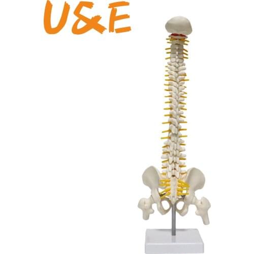 45cm Flexible 1:1 Adult Lumbar Bend Spine Model Humans Skeleton Model with Spinal Disc Pelvis Model for Massage,yoga Etc