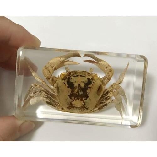 Crab Insect Bug Resin Taxidermy specimen paperweight NEW