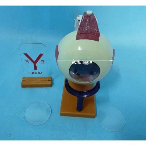 Intraocular pressure and vision interaction demo Eye anatomy model free shipping