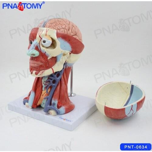 Human Head Anatomical Model Skull Muscles and Brain Anatomy Blood Vessel Neck Medical Teaching Tool College Demonstration