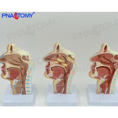 Human nasal cavity oral throat anatomical model nasopharyngeal cavity oropharyngeal cavity laryngopharyngeal cavity