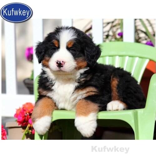 5D Full Square/Round Diamond Painting"Bernese Mountain Dog"Picture Of Rhinestones Embroidery diy Handmade decor Gift