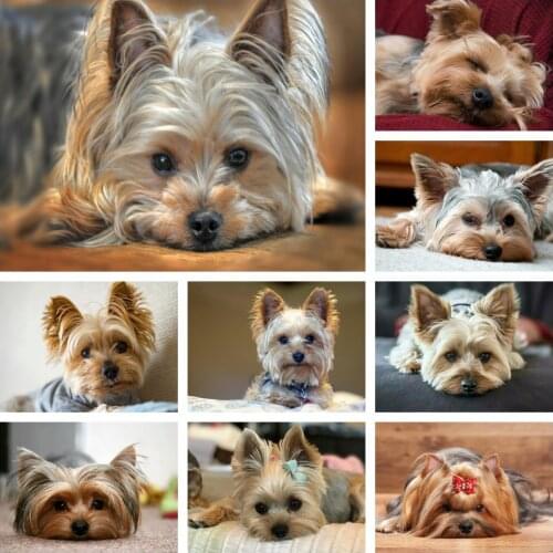 MomoArt Diamond Painting 5D Dog Full Drill Square Diamond Embroidery Animal Rhinestones Mosaic Picture Wall Decor