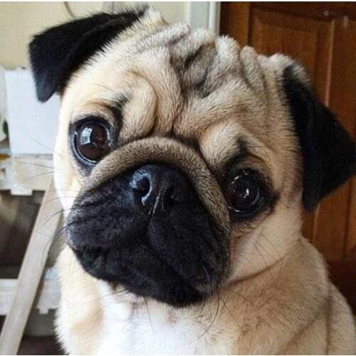 3D DIY Round Diamond Painting Pug Dog Animals Embroidery Full Square Diamond Painting Cross Stitch Rhinestone Mosaic Painting