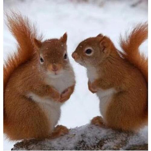 5D DIY Diamond Painting Animal Painting Two Squirrel Pictures Square/Round Diamond Cross Stitch Embroidery Decoration WG2923