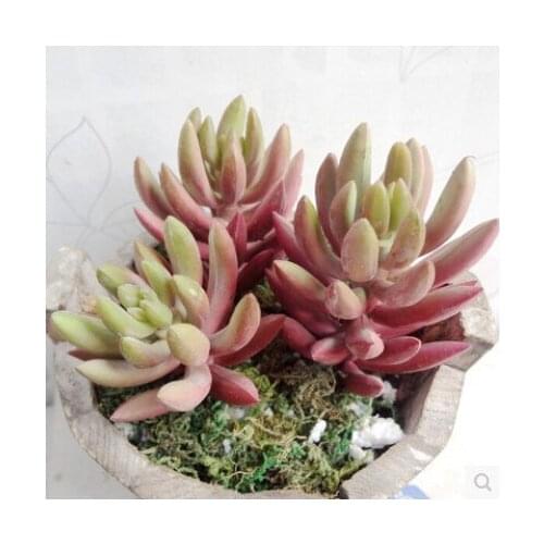 5 pcs/lot) High quality snow lotus meat simulation succulents DIY plastic artificial plnats decorative flowers