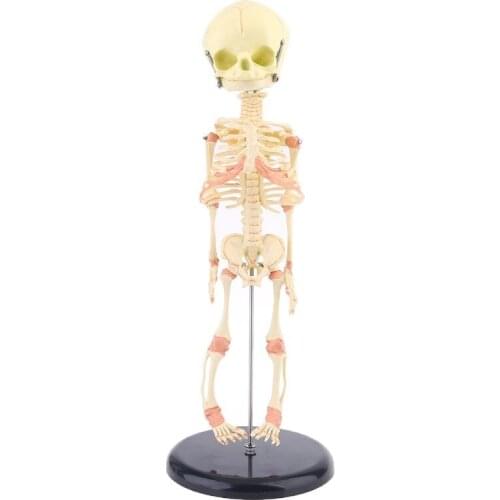 Single Head Baby Skull Human Research Model Skeleton Anatomical Brain Anatomy Teaching Study Display