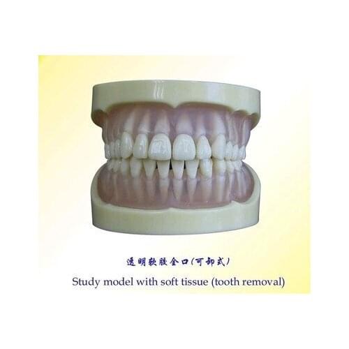 Removable Transparent Oral Dental model free shipping
