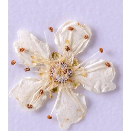 120pcs Pressed Dried Pyracantha fortuneana Flower Plants Herbarium For Epoxy Resin Jewelry Making Makeup Nail Art Craft DIY