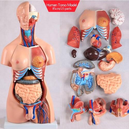 85cm Assembled Human Torso Model Bisexual Anatomical Body Model Medical Science Student Teaching Tools Medical Supplies Skeleton