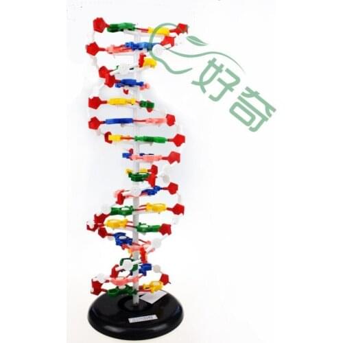 Large DNA structure model biological experiment teaching instrument supplies