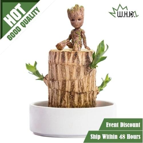 Lucky Wood Plant Brazilian Wood Hydroponic Water Potted Plant Stump Mini Plant Indoor for Office Desktop Decoration