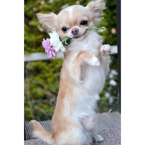 New DIY Diamond Painting chihuahua Dog Cute Pet Cross Stitch patterns beads Embroidery full rhinestone kits Mosaic Decor FG1832