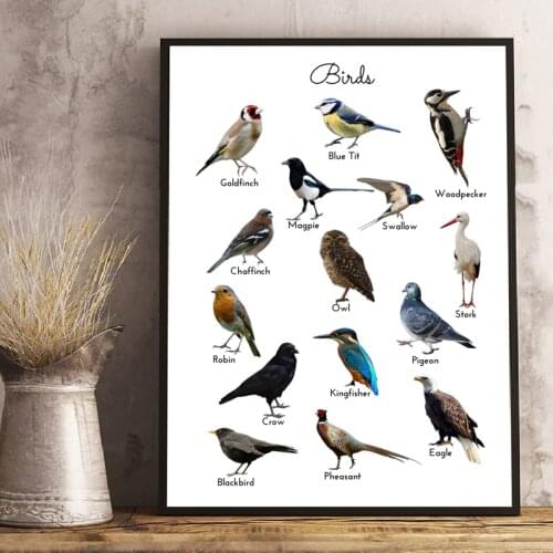 Birds Prints Animal Educational Poster Wall Art Canvas Painting Picture Nature Study Learning Prints Kids Kindergarten Art Decor